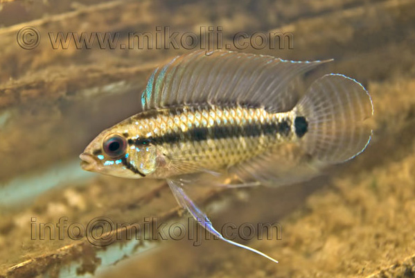 Apistogramma velifera